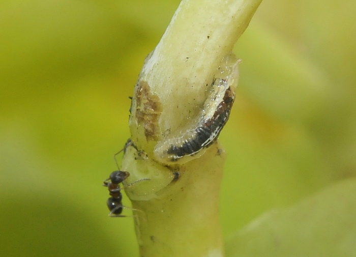 Larva  su Sedum telephium